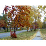 running_away_autumn_alley
