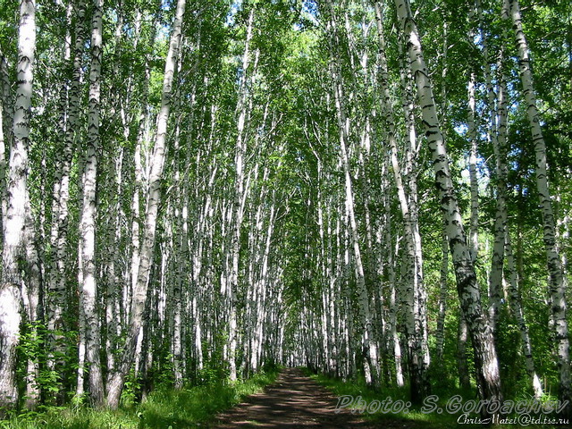 shady_path