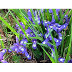 shy_flowers