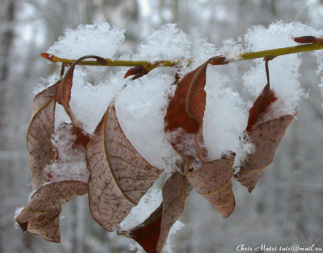 snow_cloud_at_rest
