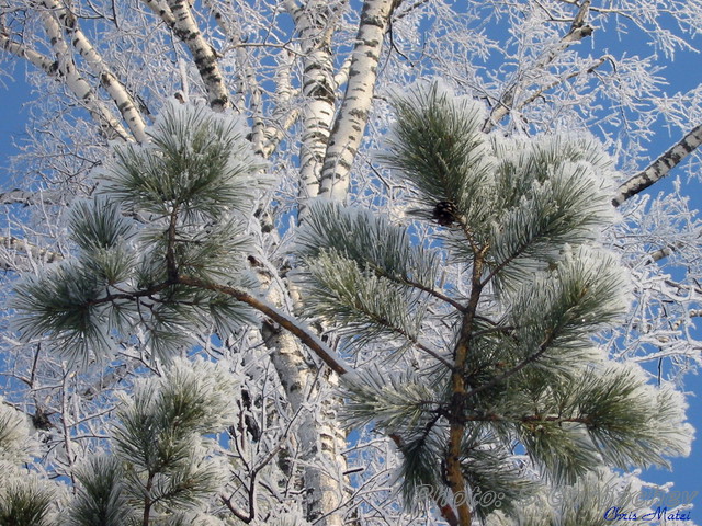 snow_twigs