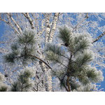 snow_twigs