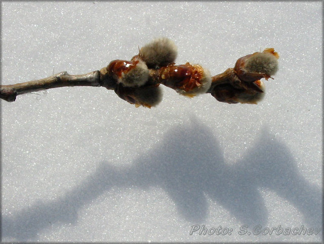 sprig_and_shadow