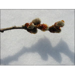 sprig_and_shadow