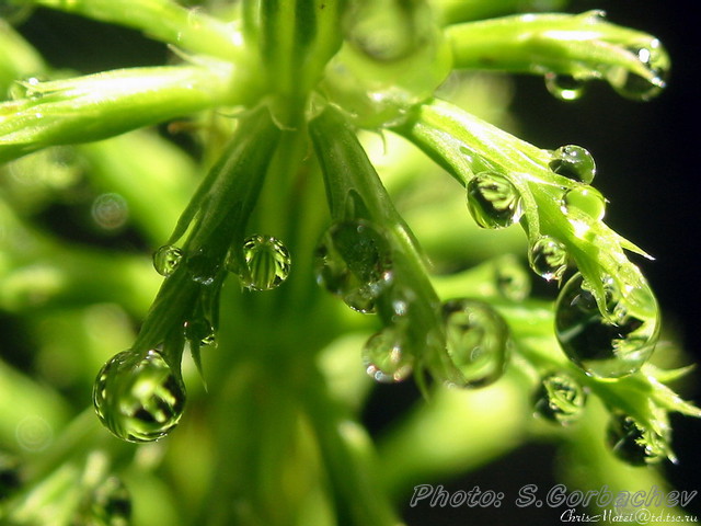 summers_dew