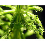 summers_dew