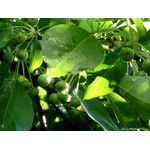 sun_glints_in_washed_green_realm