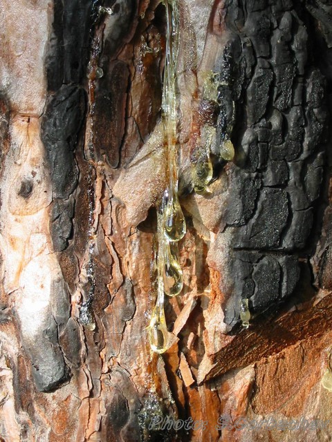 tear-drops
