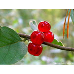 we're_sitting_on_the_twig