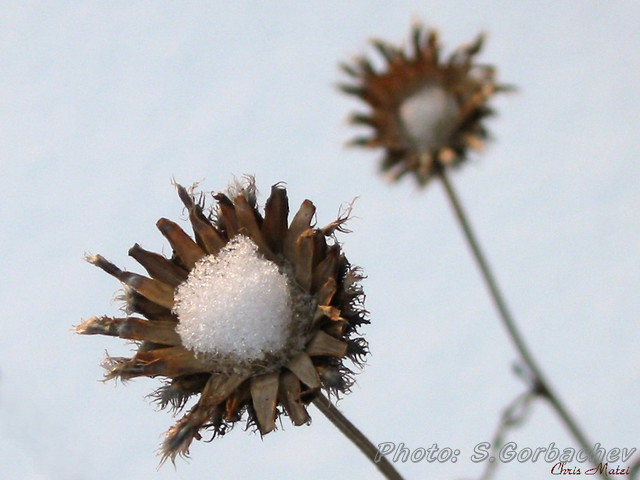 winter_flowers