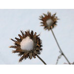 winter_flowers