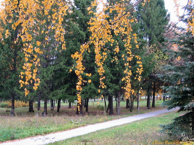 yellow_and_green