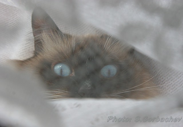 veil