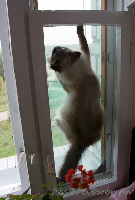 behind the pane