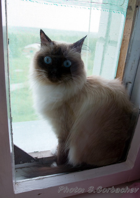behind the pane