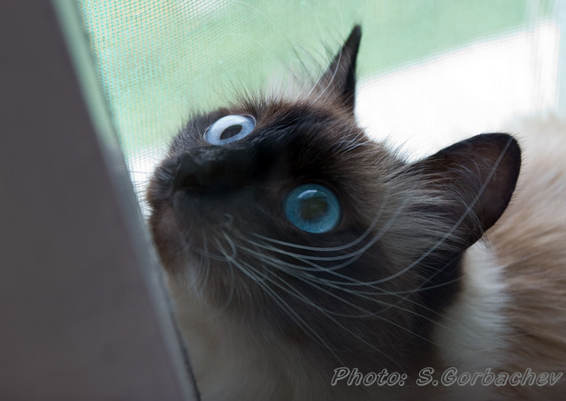 behind the pane