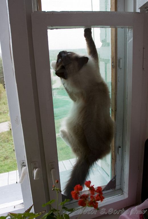 behind the pane
