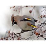 bird_(at_it's_lunch)