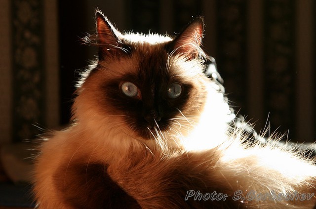 portrait N...