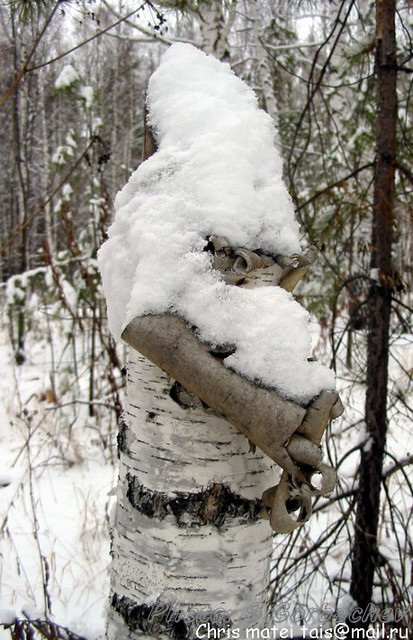 bearded_man(in_winter)