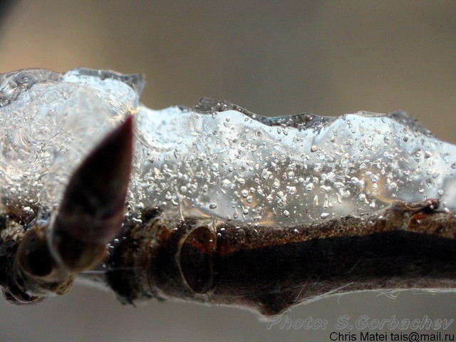 december_thaw