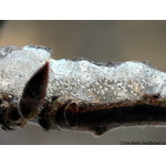 december_thaw