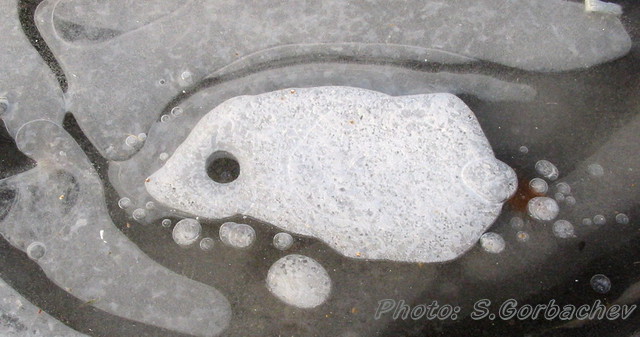 IceFish
