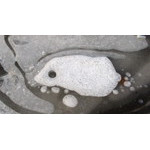 IceFish