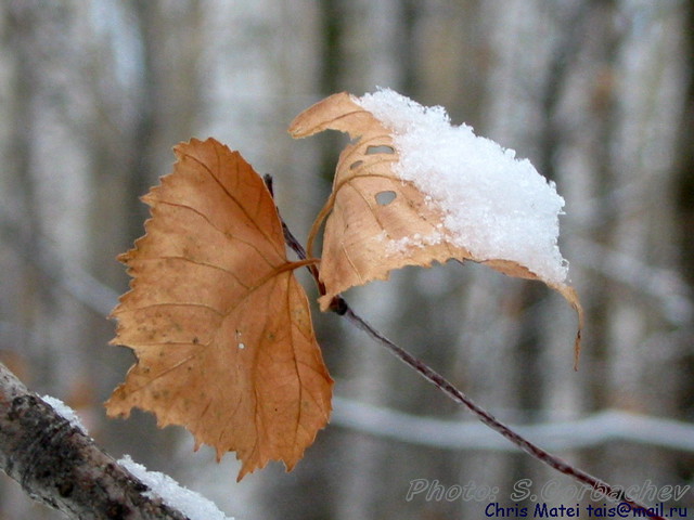 Leafs&Snow_