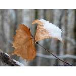 Leafs&Snow_