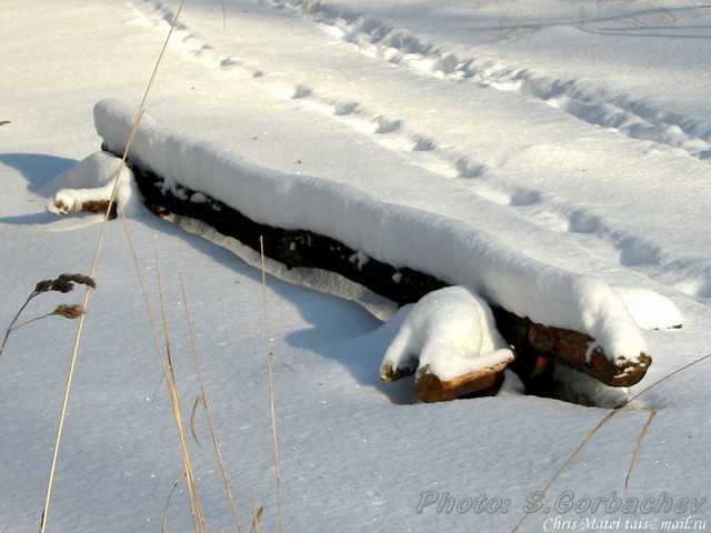 Siberian_crocodile