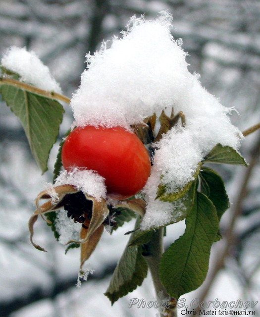 snowyDog-rose