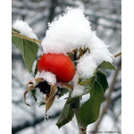 snowyDog-rose