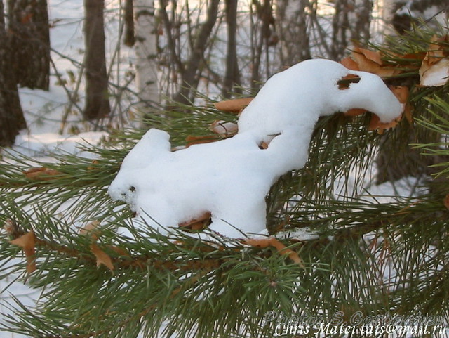 squirrel(snow_version)