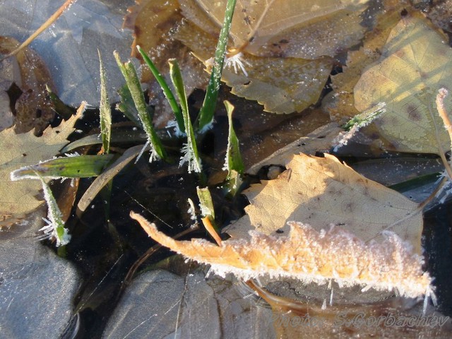 a_little_pond