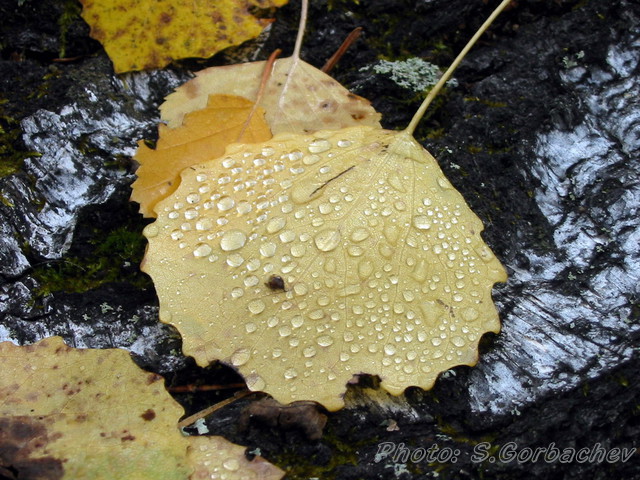 MorningLeaf