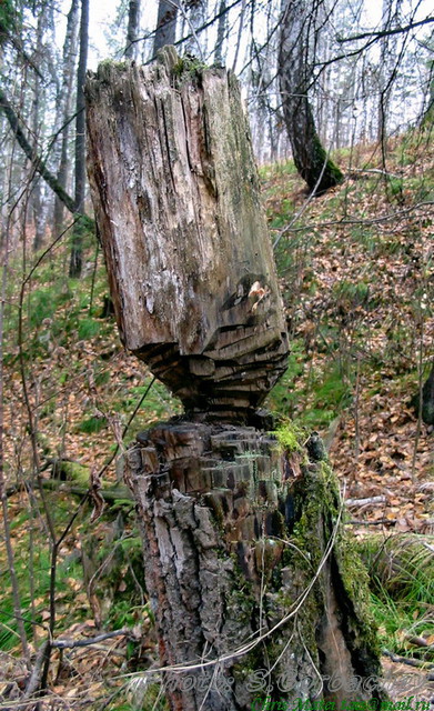 Nature_or_Man