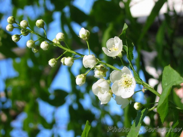 BlueWhite&Green