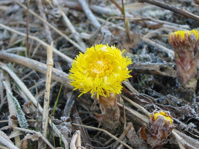 fisrtFlower