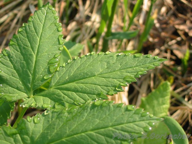 Morning'sLeaf