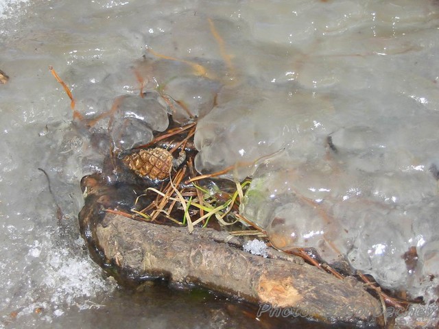 SpringComing
