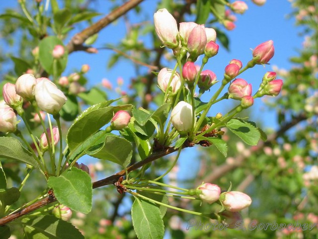apple-tree(crab)