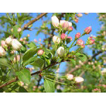 apple-tree(crab)