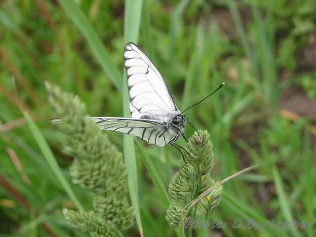 butterfly