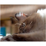 tired_by_winter_sun