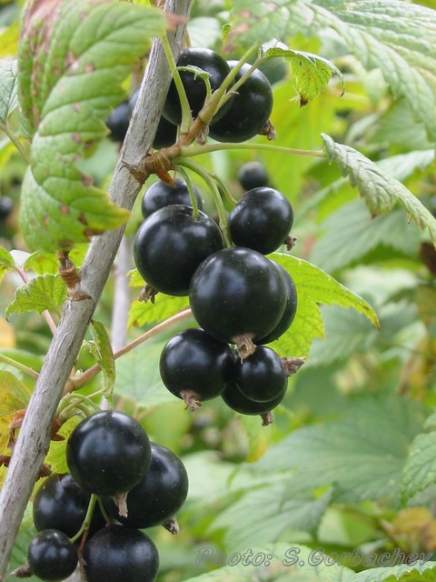 currants