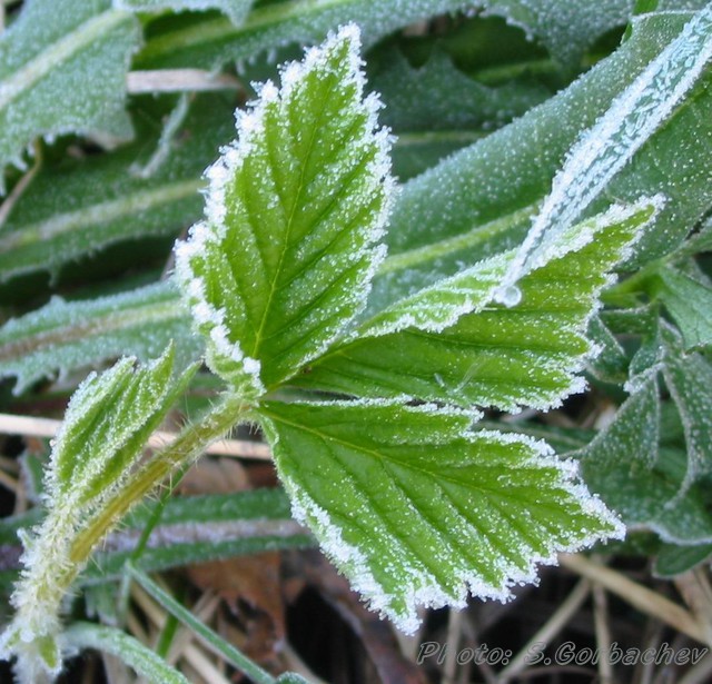SiberianSummer