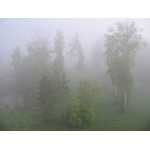 thickMorning'sMist