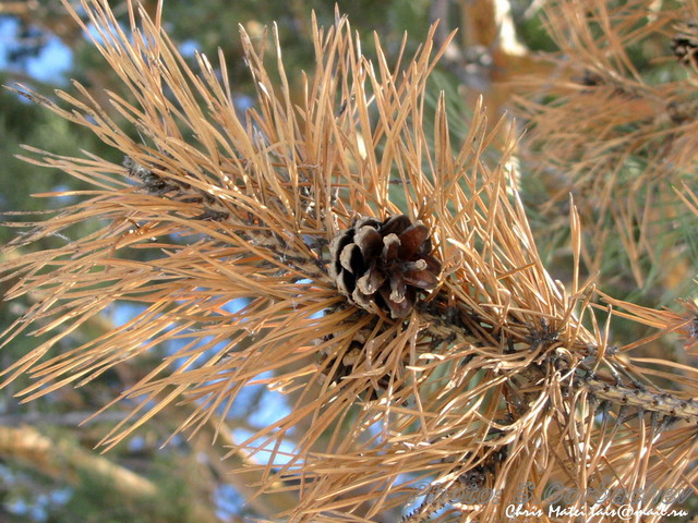 fir_cone