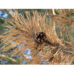 fir_cone